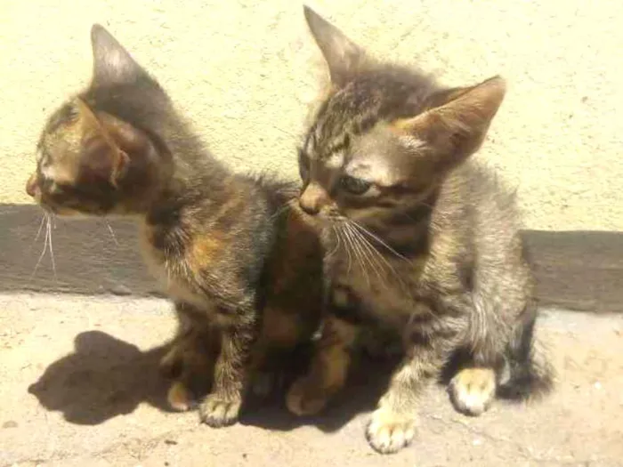 Gato ra a Vira lata idade 2 a 6 meses nome Uma e Una