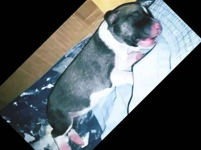Cachorro ra a Srd idade Abaixo de 2 meses nome Baby