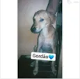 Gordão