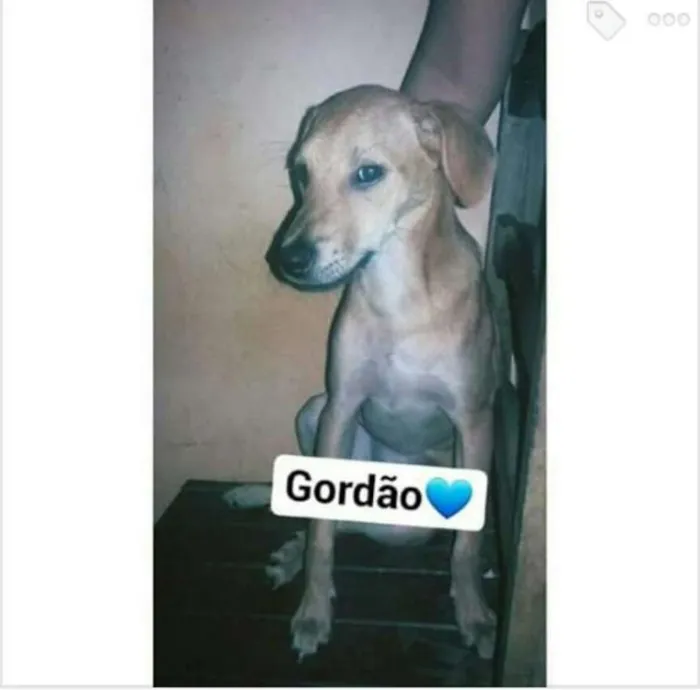 Cachorro ra a Srd idade 2 a 6 meses nome Gordão