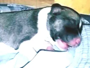 Cachorro raça Srd idade Abaixo de 2 meses nome Baby