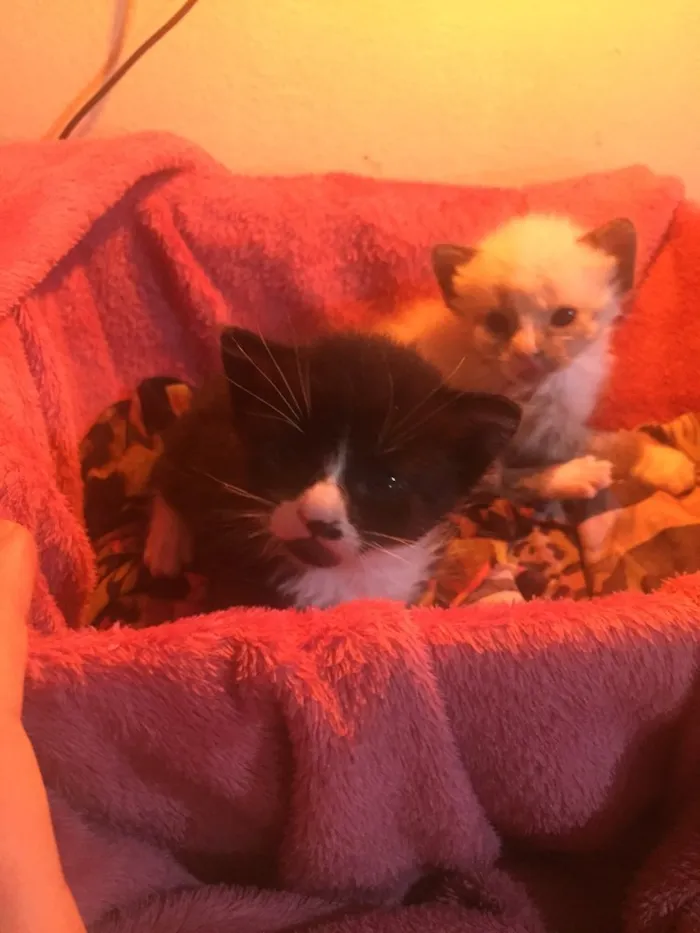 Gato ra a Preto e branco peludo idade Abaixo de 2 meses nome Tom