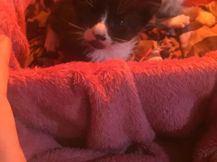 Gato ra a Preto e branco peludo idade Abaixo de 2 meses nome Tom