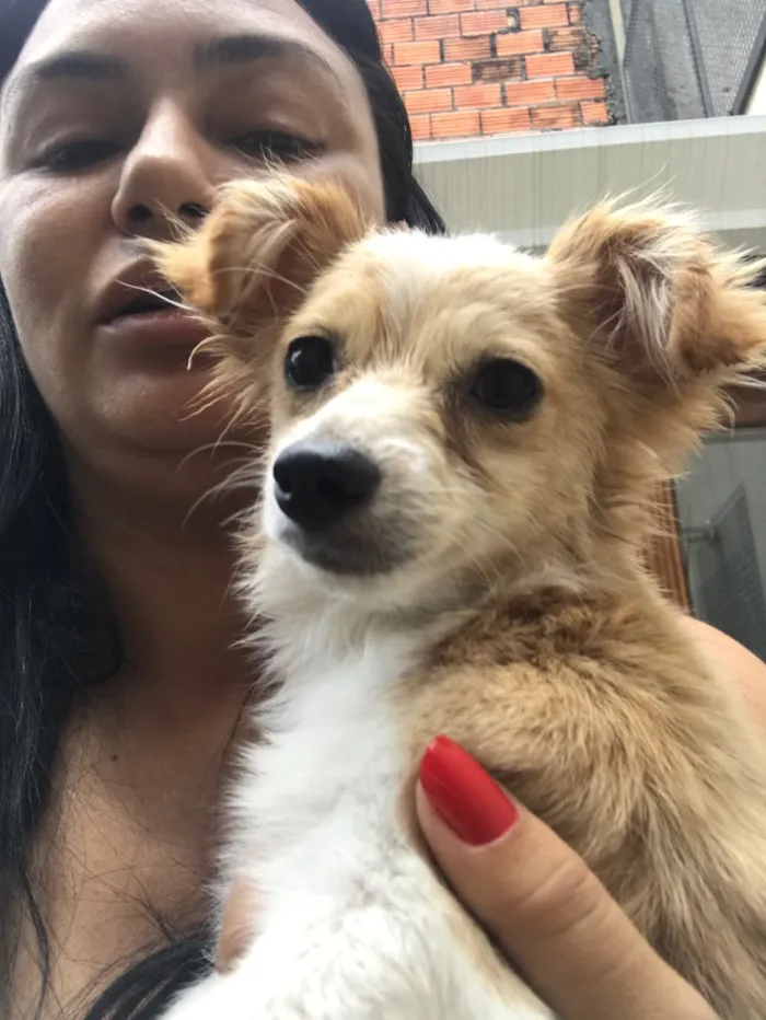 Cachorro ra a Vira latas  idade 2 a 6 meses nome Juliano