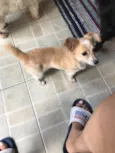 Juliano