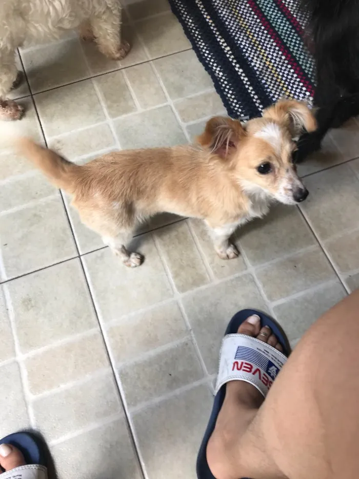 Cachorro ra a Vira latas  idade 2 a 6 meses nome Juliano
