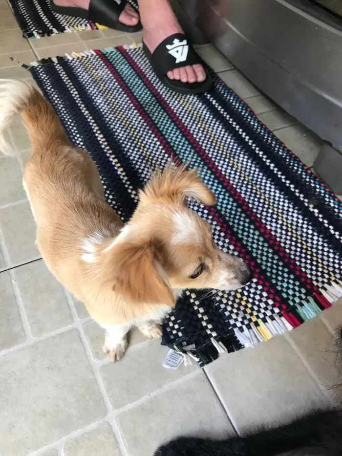 Cachorro ra a Vira latas  idade 2 a 6 meses nome Juliano
