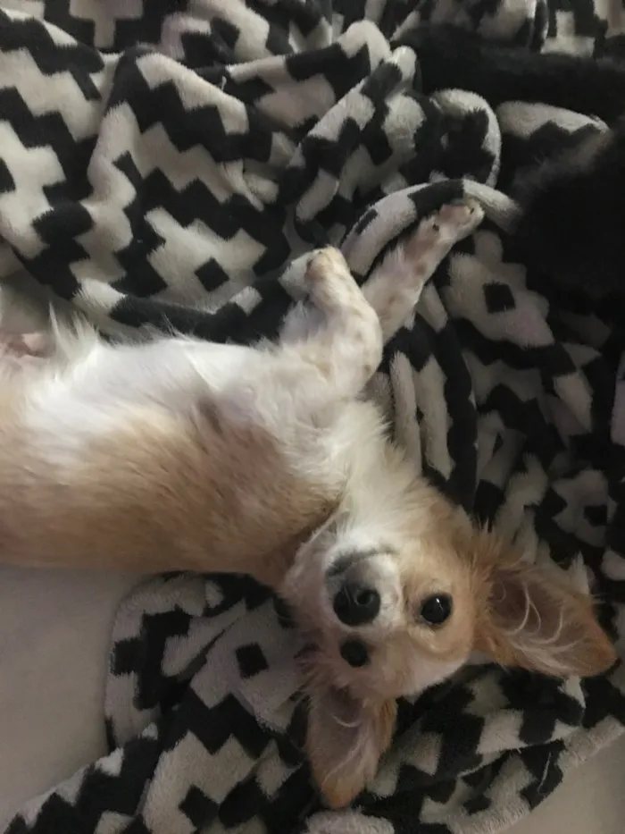 Cachorro ra a Vira latas  idade 2 a 6 meses nome Juliano