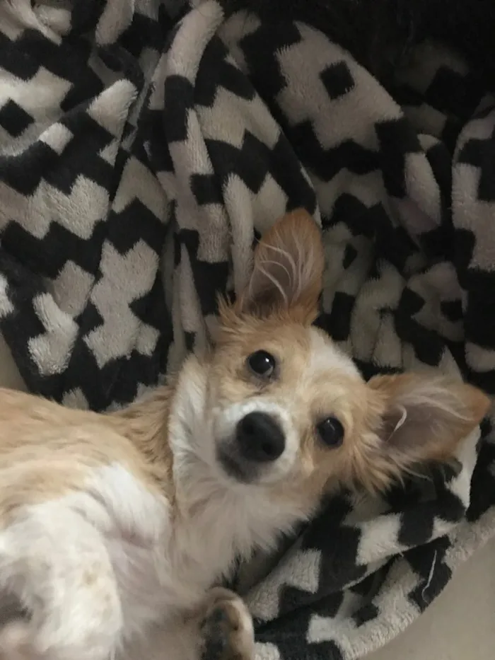 Cachorro ra a Vira latas  idade 2 a 6 meses nome Juliano