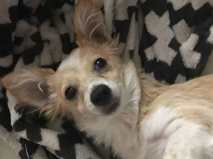 Cachorro ra a Vira latas  idade 2 a 6 meses nome Juliano