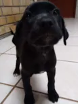 Cacau