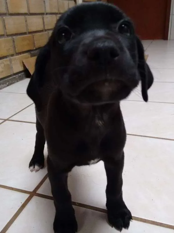 Cachorro ra a American (mãe) idade Abaixo de 2 meses nome Cacau