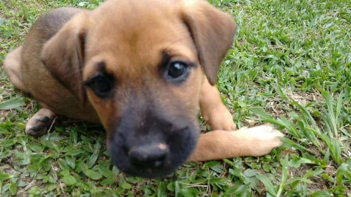 Cachorro ra a American (mãe) idade Abaixo de 2 meses nome Lili