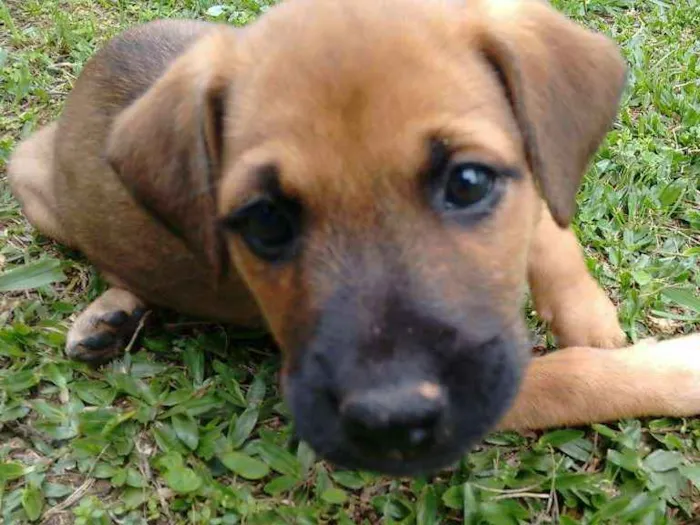 Cachorro ra a American (mãe) idade Abaixo de 2 meses nome Lili