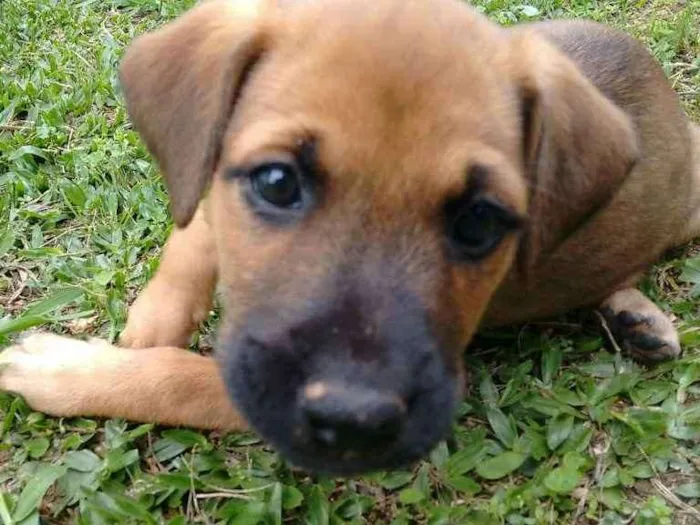 Cachorro ra a American (mãe) idade Abaixo de 2 meses nome Lili