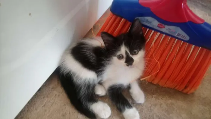 Gato raça Sem Raça idade Abaixo de 2 meses nome Sem nome