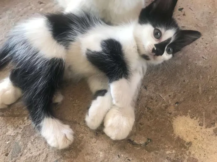 Gato raça Sem Raça idade Abaixo de 2 meses nome Sem nome