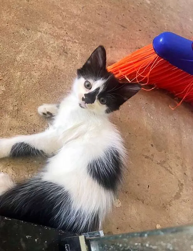 Gato raça Sem Raça idade Abaixo de 2 meses nome Sem nome