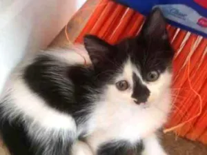 Gato raça Sem Raça idade Abaixo de 2 meses nome Sem nome