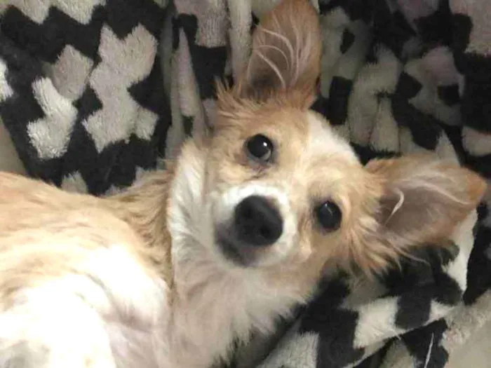 Cachorro ra a Vira latas  idade 2 a 6 meses nome Juliano