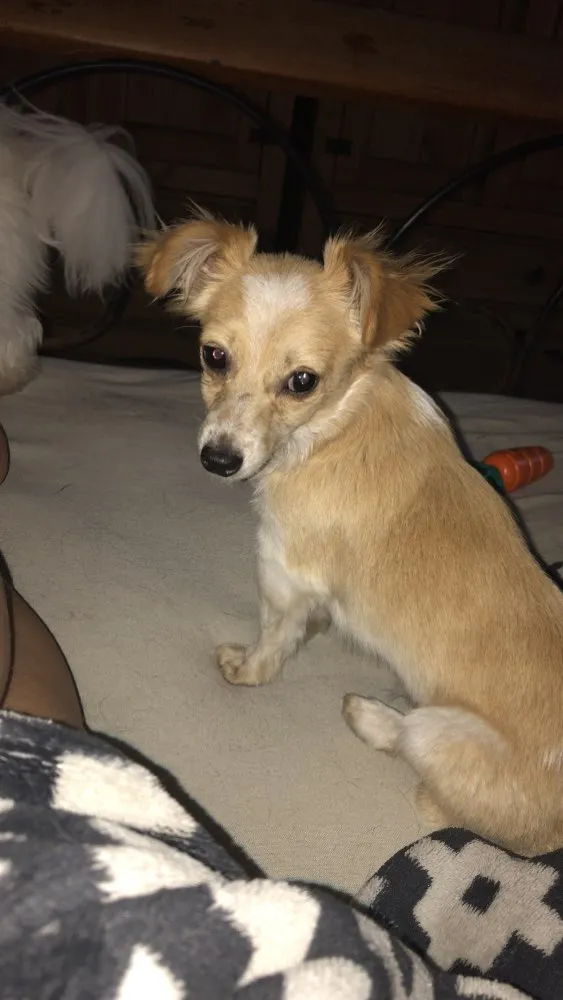 Cachorro ra a Vira latas  idade 2 a 6 meses nome Juliano