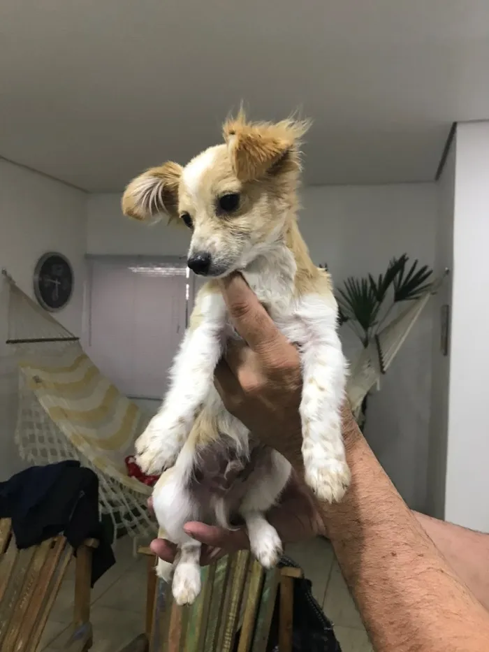 Cachorro ra a Vira latas  idade 2 a 6 meses nome Juliano