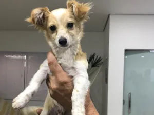 Cachorro raça Vira latas  idade 2 a 6 meses nome Juliano