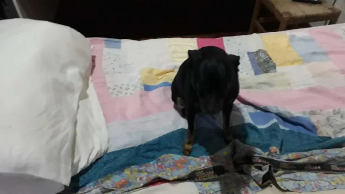 Cachorro ra a Pinscher  idade 4 anos nome Spike