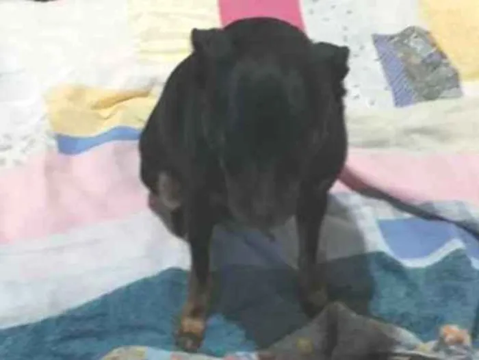 Cachorro ra a Pinscher  idade 4 anos nome Spike