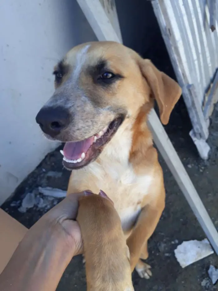 Cachorro ra a Nao sei idade 7 a 11 meses nome Amarelo