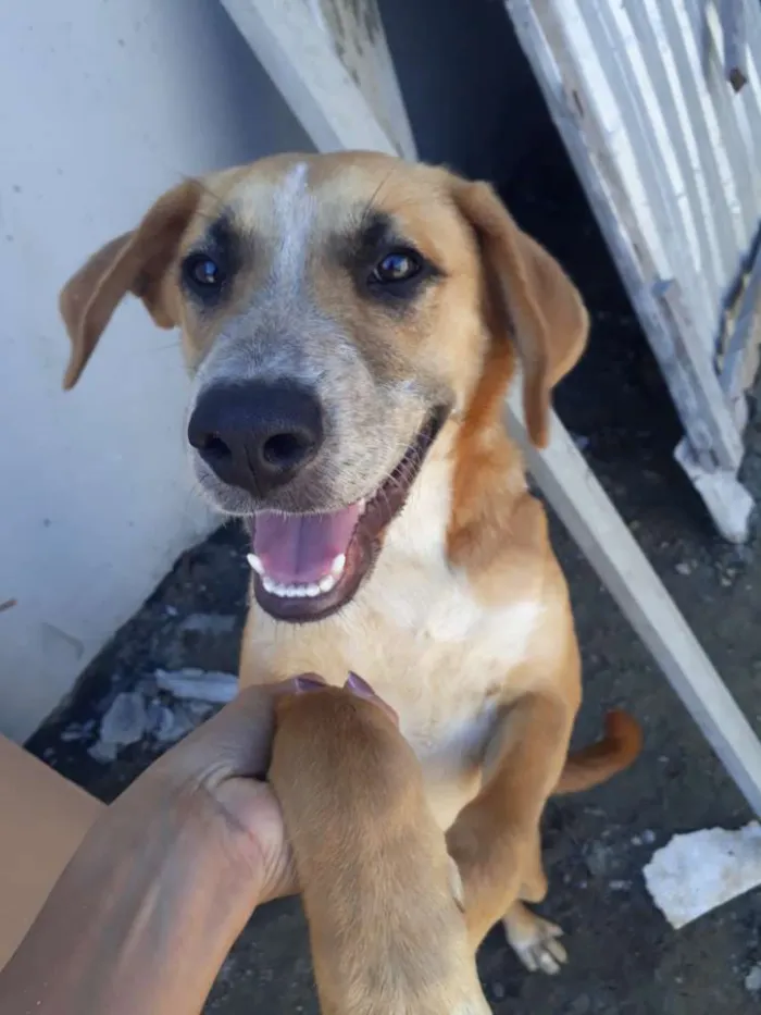 Cachorro ra a Nao sei idade 7 a 11 meses nome Amarelo