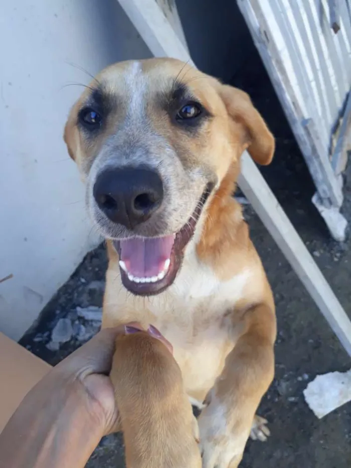 Cachorro ra a Nao sei idade 7 a 11 meses nome Amarelo