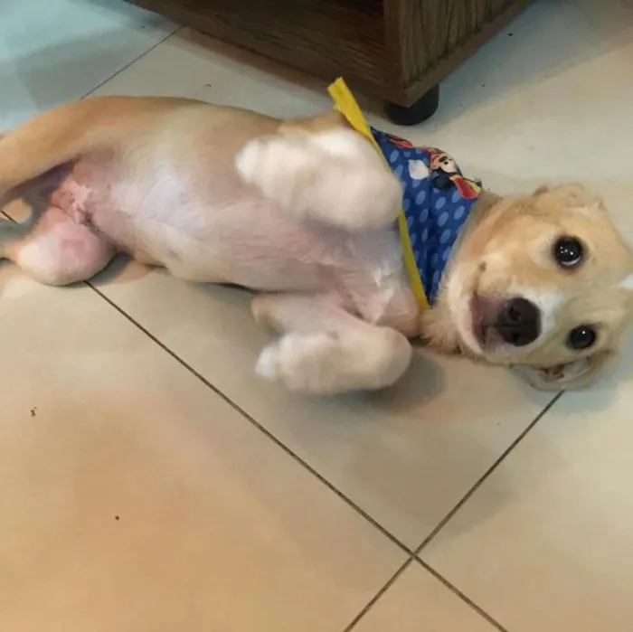 Cachorro ra a SRD idade 2 a 6 meses nome Pinguinho