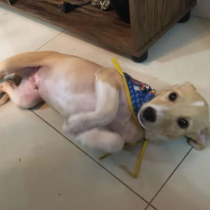 Cachorro ra a SRD idade 2 a 6 meses nome Pinguinho