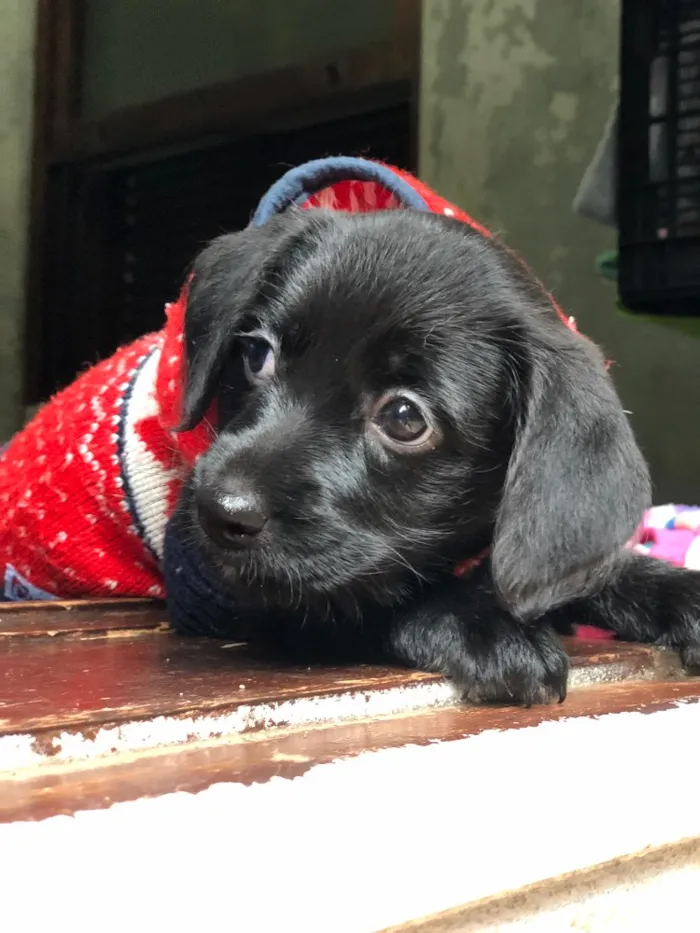 Cachorro ra a Srd idade  nome Priscila
