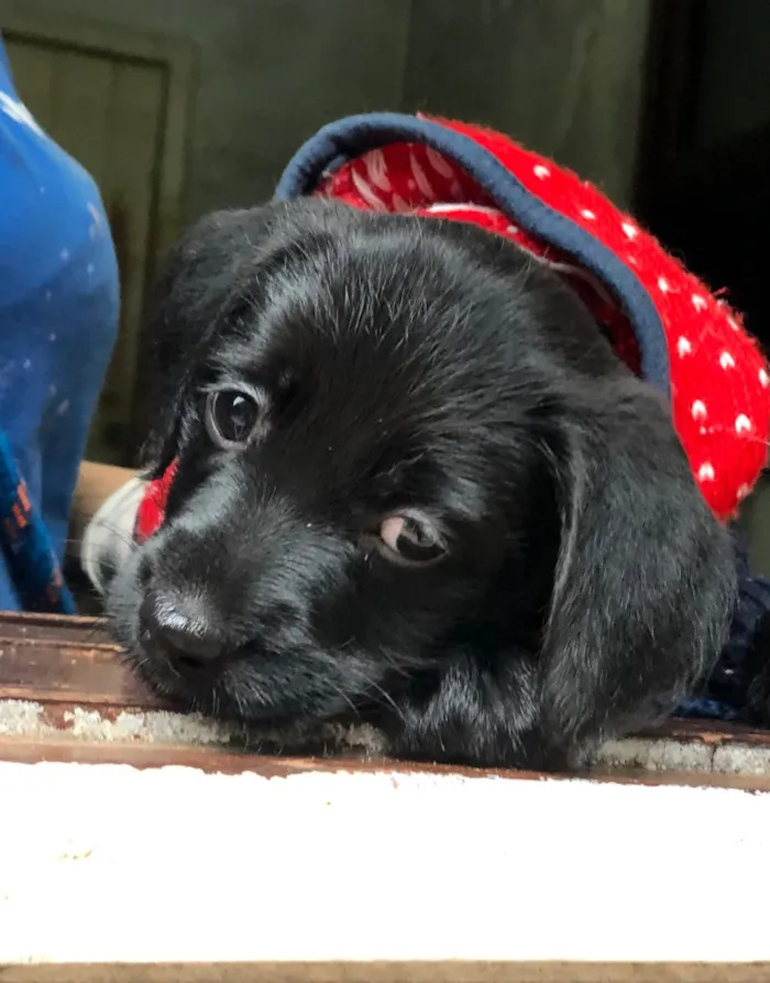 Cachorro ra a Srd idade  nome Priscila