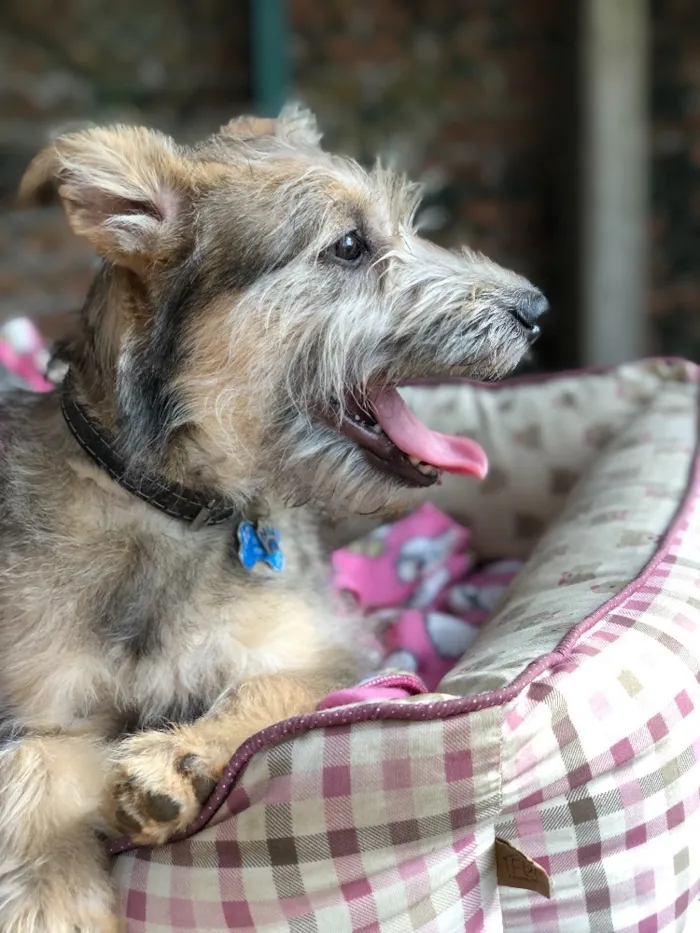 Cachorro raça Srd idade  nome Lipe