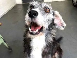 Cachorro raça SRD idade 2 anos nome Hope