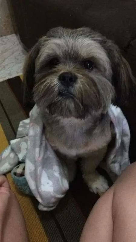 Cachorro ra a Lhasa Apso idade 2 anos nome Nicki