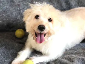Cachorro raça Srd idade  nome Tobby