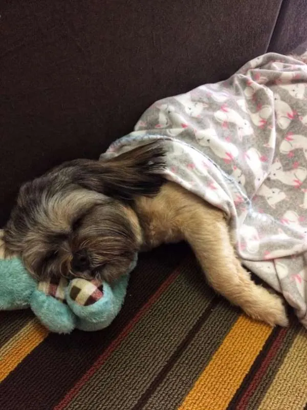 Cachorro ra a Lhasa Apso idade 2 anos nome Nicki
