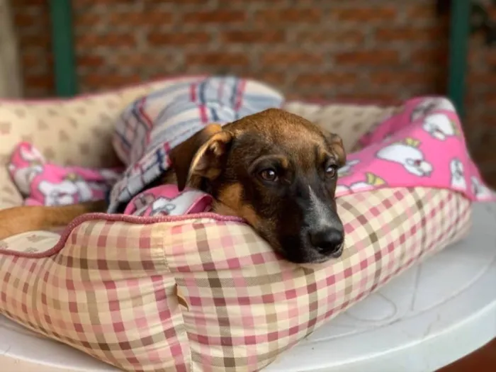 Cachorro ra a Srd idade  nome Caio