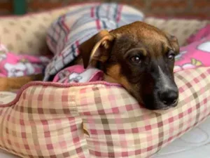 Cachorro raça Srd idade  nome Caio
