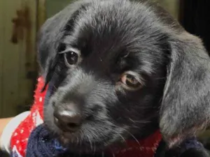 Cachorro raça Srd idade  nome Priscila