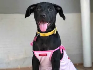 Cachorro raça Srd idade  nome Lorena