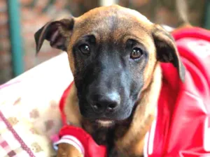 Cachorro raça Srd idade  nome Carlinhos
