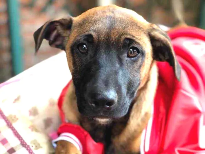 Cachorro raça Srd idade  nome Carlinhos