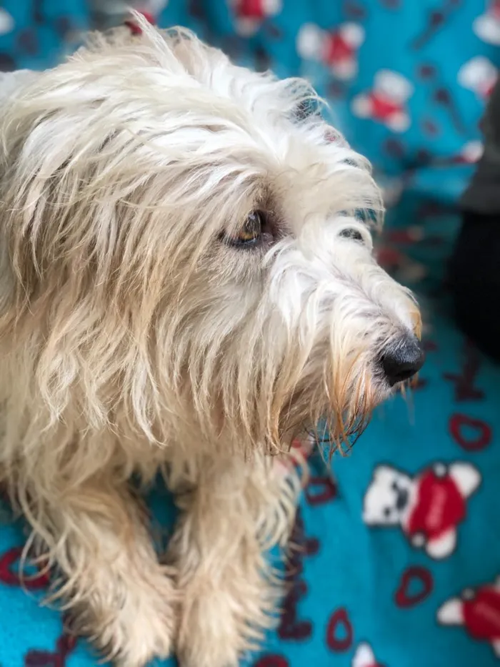 Cachorro raça Srd idade  nome Mell