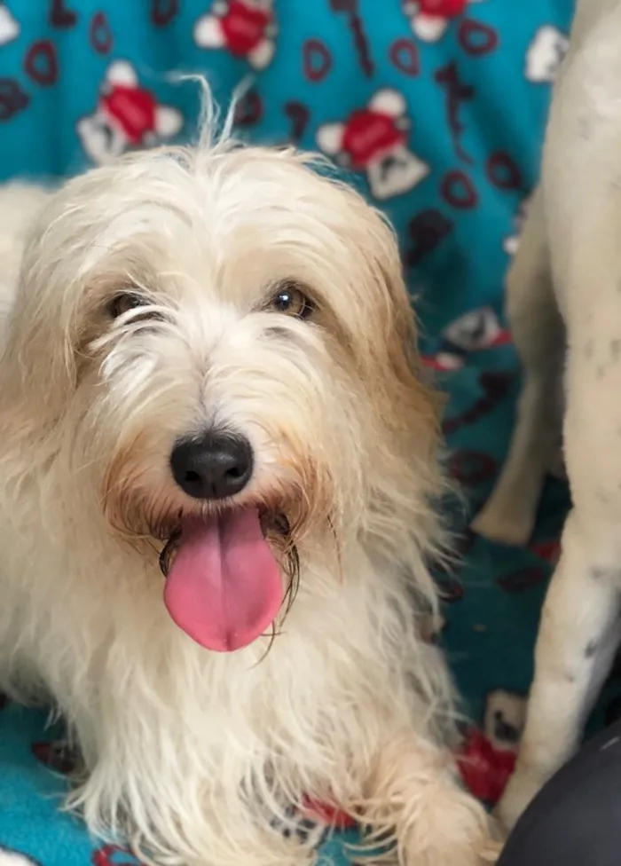 Cachorro raça Srd idade  nome Mell