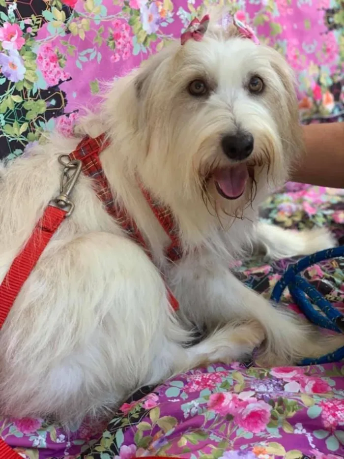 Cachorro raça Srd idade  nome Mell